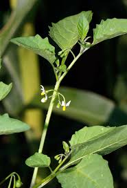 Image result for Solanum litoraneum