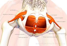 Pelvic Floor This Image Is From The Post The Pelvic Floor On The Daily Bandha Blog Series Pelvic Floor Yoga Anatomy Pelvic Floor Dysfunction
