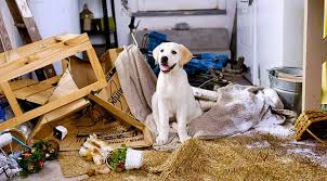 Ab wann können kinder für eine begrenzte zeit ohne eltern zuhause bleiben? Hunde Alleine Zu Hause 9 Tipps Zur Pravention Kleiner Desaster Almo Nature