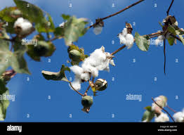 Cotton tree hi-res stock photography and images - Alamy
