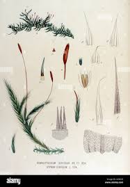 Image result for Psilotrichum sericeum