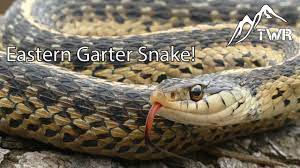 Garter snakes are one of the most common of snakes. The Eastern Garter Snake Everything You Need To Know Youtube