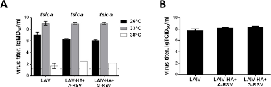 Acute respiratory viral infections and influenza can be treated with the use of the drugs that affect for citation: Neutralizing Epitope Of The Fusion Protein Of Respiratory Syncytial Virus Embedded In The Ha Molecule Of Laiv Virus Is Not Sufficient To Prevent Rs Virus Pulmonary Replication But Ameliorates Lung Pathology Following