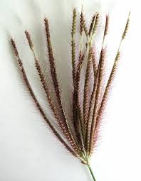 Image result for Chloris pilosa