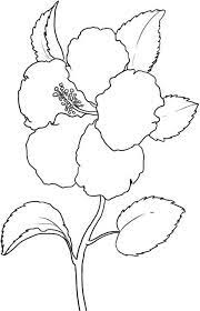 Find your state and its official flower. Hawaii State Flower Is Hibiscus Flower Coloring Page Color Luna Coloring Home
