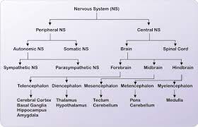 The central nervous system (cns) and the peripheral nervous system (pns). Explain The Divisions Of Nervous System Studyrankersonline