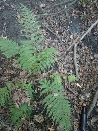 Image result for Athyrium lewalleanum