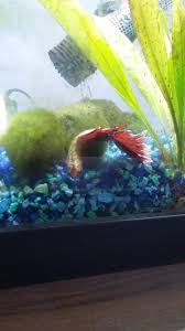 Betta Fish He Do Be Vibing Tho In 2020 Betta Fish Betta Fish