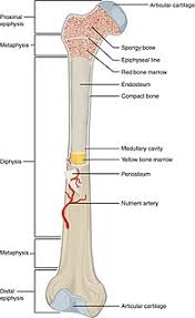 It is made up of a series of muscles that coordinate the movement of food and. Long Bone Wikiwand