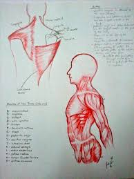 It enables the tilt of the pelvis and the curvature of the lower spine. Snapshot Of Muscles In Torso Anatomy 3d Model Male Torso Cgtrader