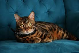 What you call orange is the brown tabby that has a honey/reddish color with. 9 Bengal Cat Colors Patterns With Pictures Excitedcats