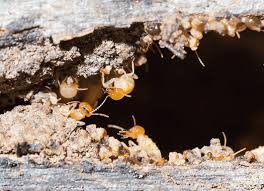 We'll walk you through how to do it, including how to track termites down and use. Five Steps To Termite Freedom
