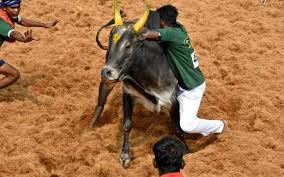 Set in a remote village in the hill ranges of kerala, jallikattu unfolds during the course of a day and night. Sc Refers Pleas Against Jallikattu To Constitution Bench The Hindu Businessline