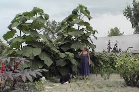 À cause de sa croissance rapide, son feuillage a tendance à vite devenir indiscipliné. L Arbre Magique La Presse