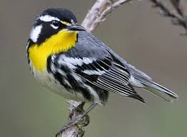 Stunning little yellow throated warbler singing for a bit and a yellow rumped warbler at the end. A Yellow Throated Warbler Collecting Conifer Leaves For Nest Construction Natural History Nature Documentary
