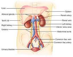 The Excretory System Is The System Of An Organism S Body That Performs The Function Of Excretion The Bodily Proces Human Body Projects Abdominal Aorta Bladder