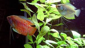 In additional to aquatic animals, they also offer reptiles, amphibians and other small animals. 10 Reasons Tropical Fish Die In A Tank And How To Prevent It Pethelpful