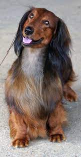 Long Haired Standard Dachshund Daschund Dog Dachshund Dog Dapple Dachshund