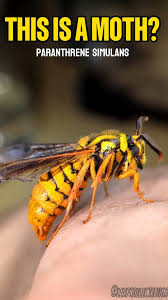 Image result for Disperis sp. nov. aff. macowanii