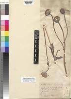 Image result for Kleinia abyssinica