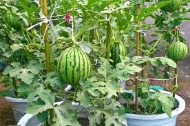 The most commonly used signs of fruit maturity is to check if the tendril bearing the fruit has dried and withered or if the ground spot has turned a warm. How To Grow Watermelon In Pots Plant Instructions