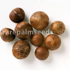 Image result for Triraphis schinzii