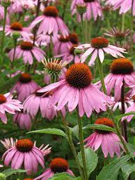 Coneflowers are elegant, tall, hardy perennials that require no care to come back year after year. Magnus Purple Coneflower Prairie Gardens