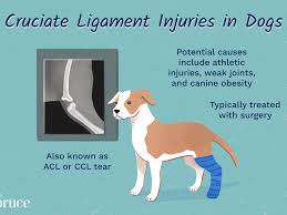 The ligaments in the back can be torn by lifting something that is. How To Treat Ruptured Cruciate Ligament In Dogs