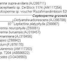 Image result for Leptactina platyphylla