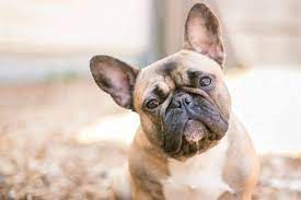 These sounds are endearing to some people; Are French Bulldogs Hypoallergenic Dogs Let S Find Out All French Bulldog