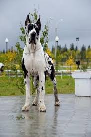 Maybe you would like to learn more about one of these? Beefcakedanes European Great Danes