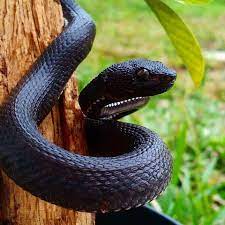 Mangrove Pit Viper Trimeresurus Purpureomaculatus Credit Wilson Cihuy Aje For More Pics Videos Articles Visit Herpkee Pit Viper Viper Snake Pet Snake