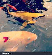 Fotó- és képportfólió Melissa Gutierrez-Sotelo munkáiból |  Shutterstock-feltöltő