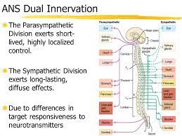 Chapter 14 The Autonomic Nervous System Ppt Video Online Download