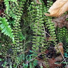 Image result for Trichomanes