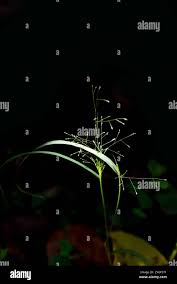 Image result for Sporobolus tenuissimus