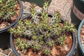 Image result for Euphorbia unicornis