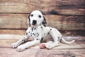 Use the search tool below and browse adoptable dalmatians! Dalmatian Puppies Pittsburgh Pa Petland Robinson