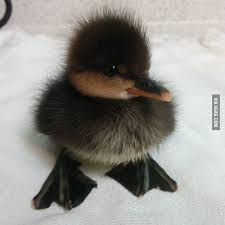 Black And Yellow Duckling Fluffy Duckling Cute Little Animals Funny Dog Pictures Cute Baby Animals