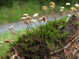 Image result for Marasmius rotula