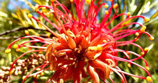 Image result for Grevillea