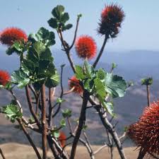 Image result for Greyia