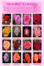 Barbara bush celebrates thanksgiving with us marines in saudi arabia during the gulf war. 30 Diagrams To Make You Master In Growing Roses Balcony Garden Web