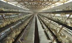 Modern chicken house design and chicken farm ventilation ...