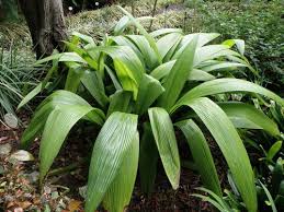 Image result for Curculigo