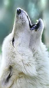 We have a massive amount of desktop and mobile backgrounds. Wallpaper Iphone Wolf Best 50 Free Background