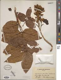 Image result for Markhamia tomentosa