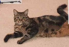 Lost Cat Moggy From Bromsgrove B61 Worcestershire