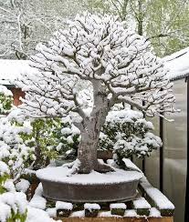 It's the only bonsai farm in new jersey. Ghim Cá»§a Breeze Tren Venatorscribe Cay Kiá»ƒng Bonsai Cay