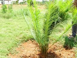 Image result for Cycas